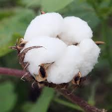 The Economic Committee in the Presidency of the Council of Ministers assigned the Ministry of Industry through the General Organization for Cotton Ginning and Marketing