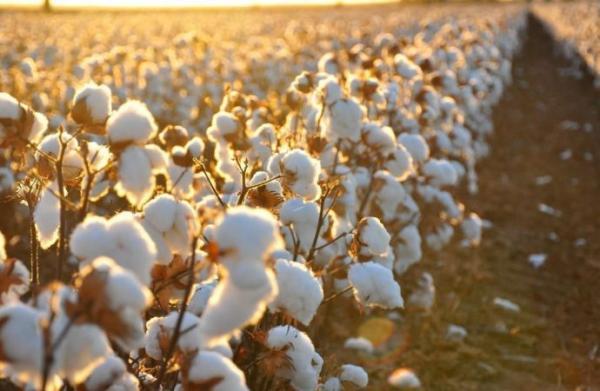 Lack of ginning cotton threatens 