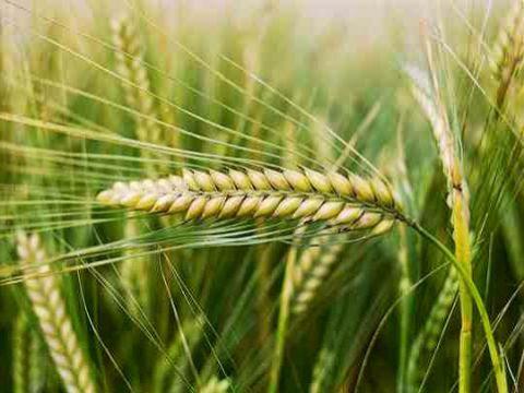 Jordan decides to import Syrian barley